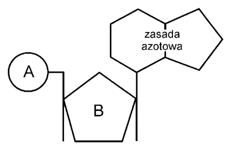 Schemat budowy nukleotydu DNA