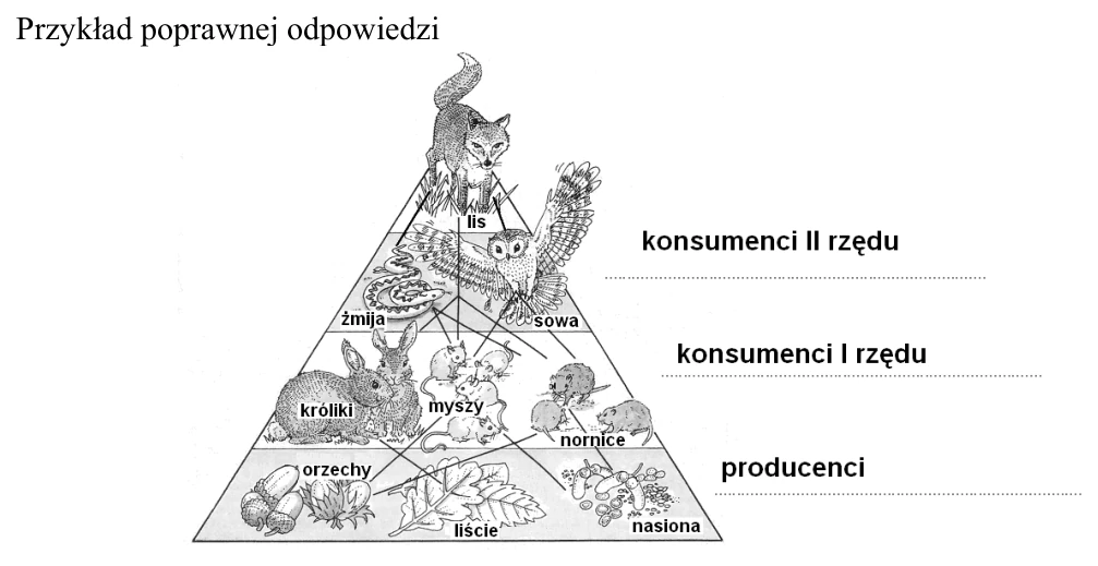 Piramida troficzna