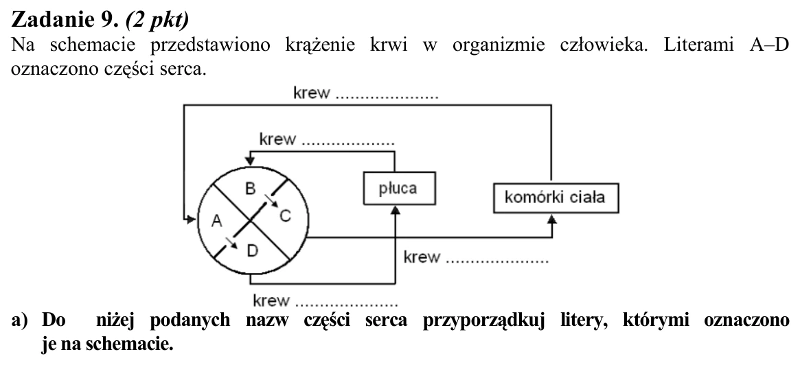 Schemat krążenia krwi u człowieka