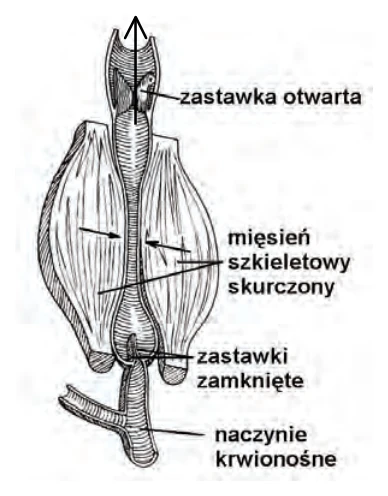Schemat przepływu krwi przez naczynie krwionośne z zastawkami otwartymi i zamkniętymi, otoczone skurczonym mięśniem szkieletowym.