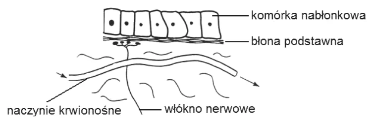 Schemat budowy tkanki nabłonkowej i łącznej